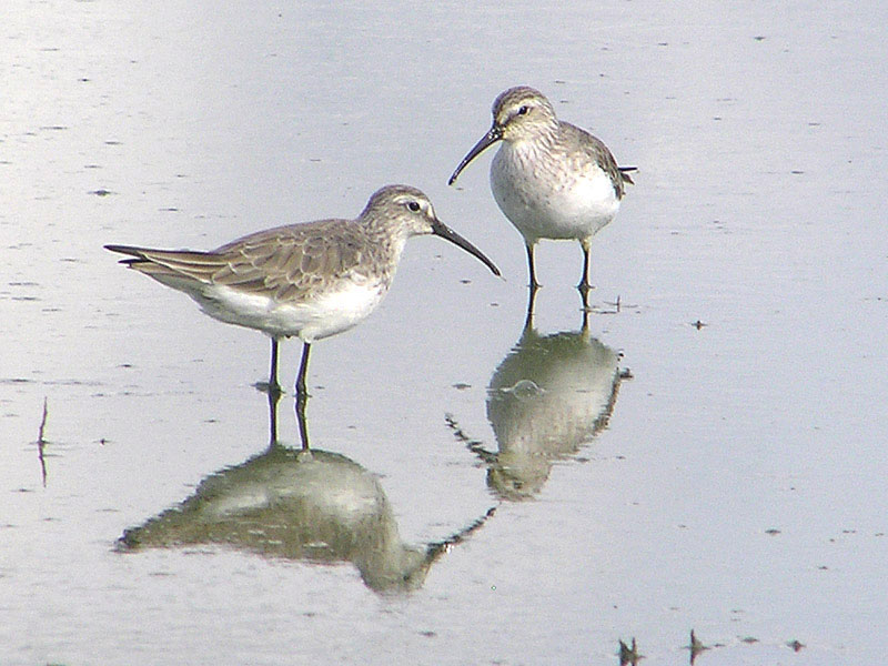 Curlew Sandpiper