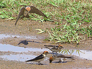 Fairy Martins