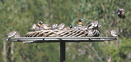 Assorted Finches