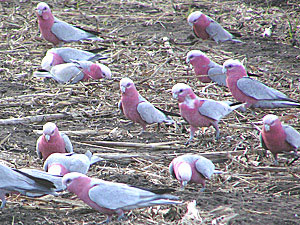 Galahs