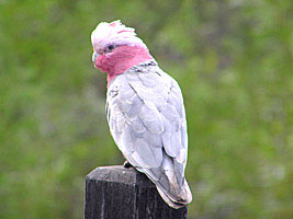 Galah