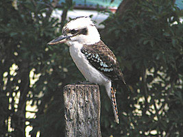 Laughing Kookaburra