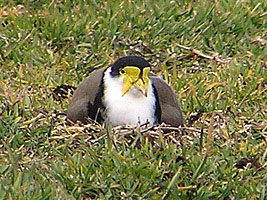 Masked Lapwing