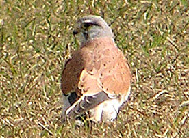 Nankeen Kestrel