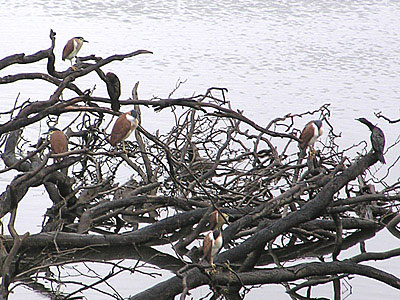 Nankeen Night-herons