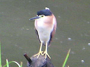 Nankeen Night-heron