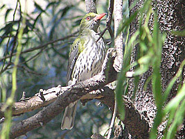 Olive-backed Oriole