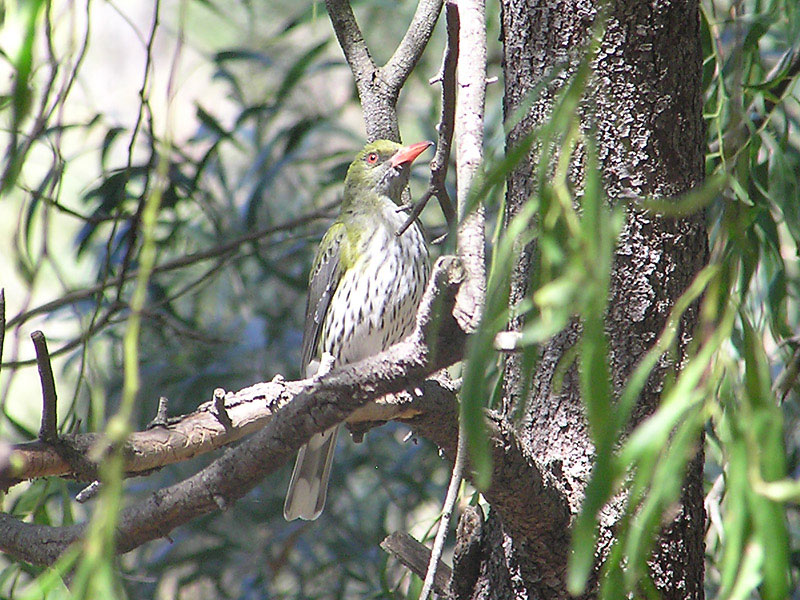 Olive-backed Oriole