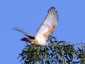 Pacific Baza