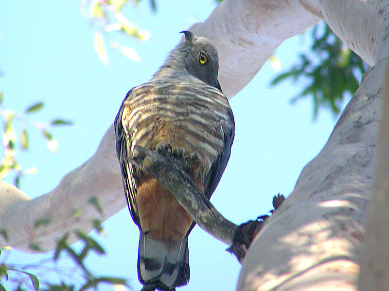 Pacific Baza