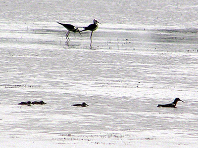 Painted Snipe and Black-winged Stilt