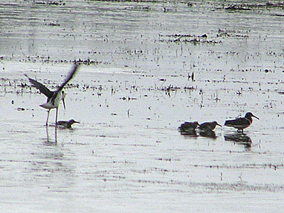 Painted Snipe and Black-winged Stilt