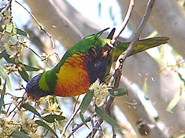 Rainbow Lorikeet