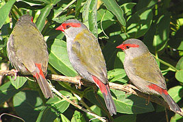 Red-browed Finch