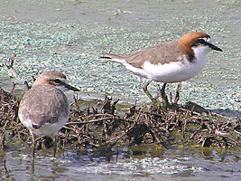 Red-capped Plover