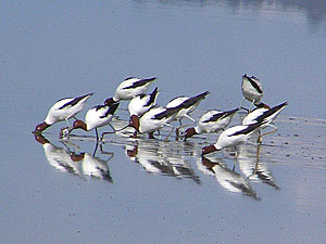 Red-necked Avocets