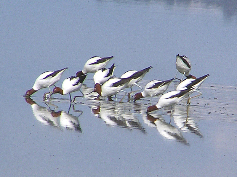 Red-necked Avocet