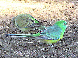 Red-rumped Parrots