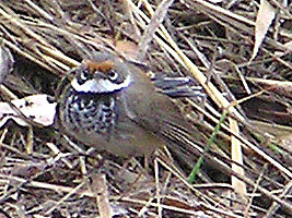 Rufous Fantail