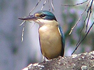 Sacred Kingfisher