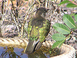 Shining Bronze-cuckoo