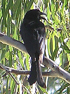 Spangled Drongo