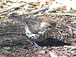 Speckled Warbler