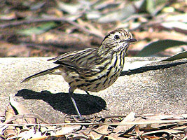 Speckled Warbler