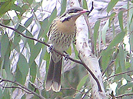 Spiny-cheeked Honeyeater