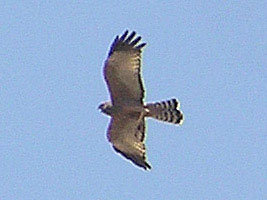 Spotted Harrier