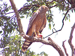 Spotted Harrier