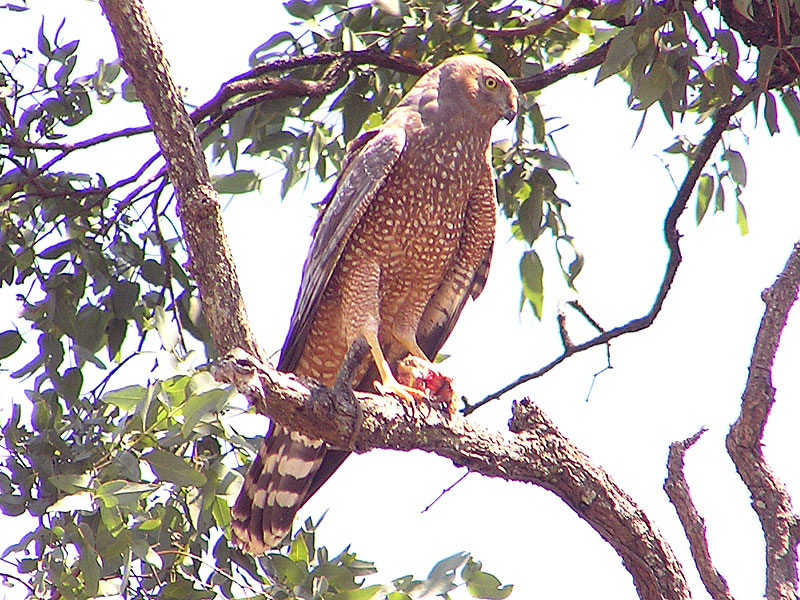 Spotted Harrier