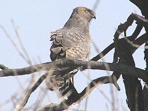 Spotted Harrier