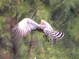 Spotted Harrier