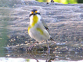 Striated Pardalote