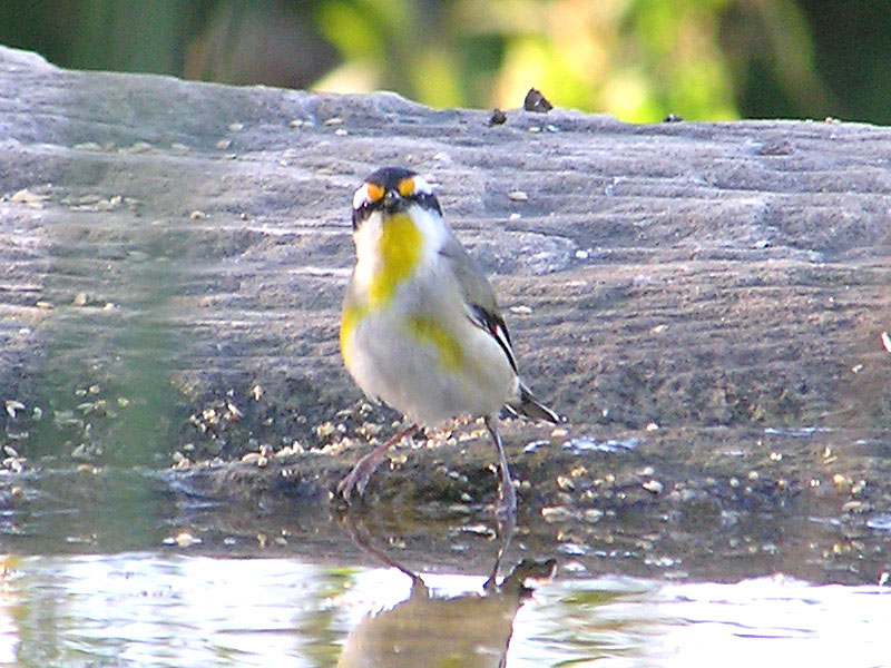 Striated Pardalote