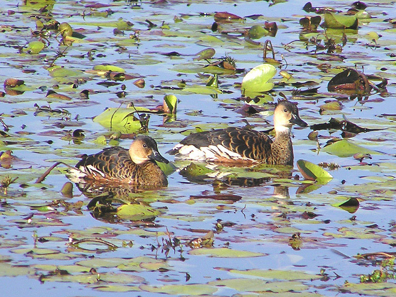 Wandering Whistling-duck