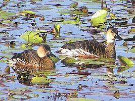 Wandering Whistling-ducks