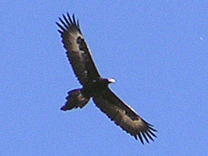 Wedge-tailed Eagle