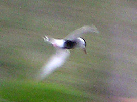 Whiskered Tern