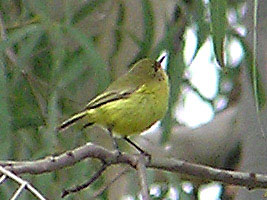 Yellow Thornbill