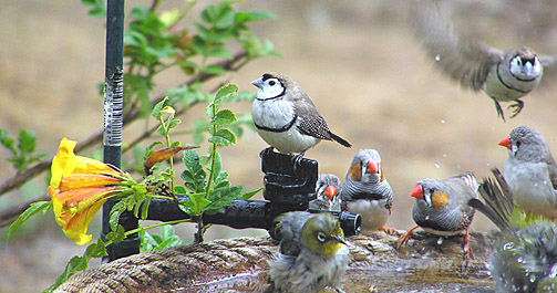 Double-barred Finches, Zebra Finches and Silvereye