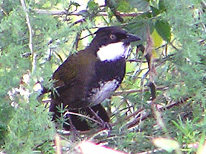 Eastern Whipbird