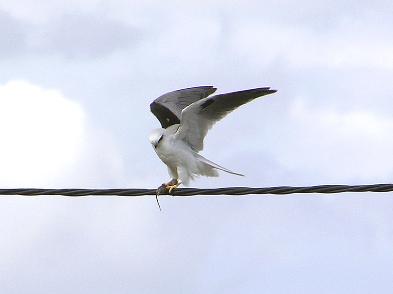 Black-shouldered Kite