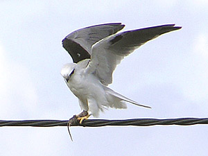 Black-shouldered Kite