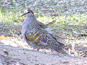 Common Bronzewing