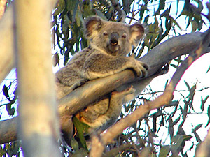 Koala