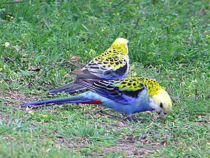 Pale-headed Rosellas