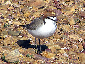 Red-capped Dotterel