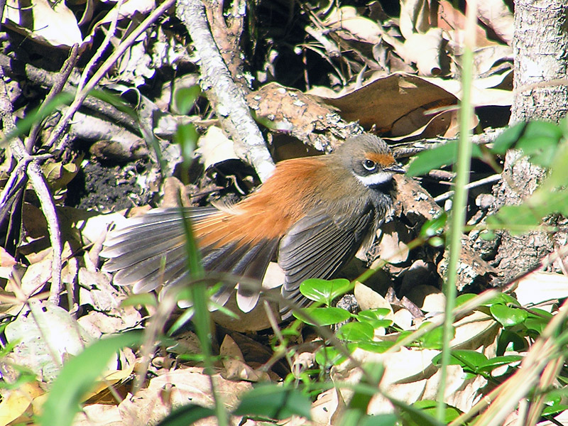 Rufous Fantail